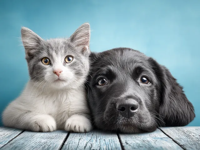 Cute Cat and Dog Duo Resting Together