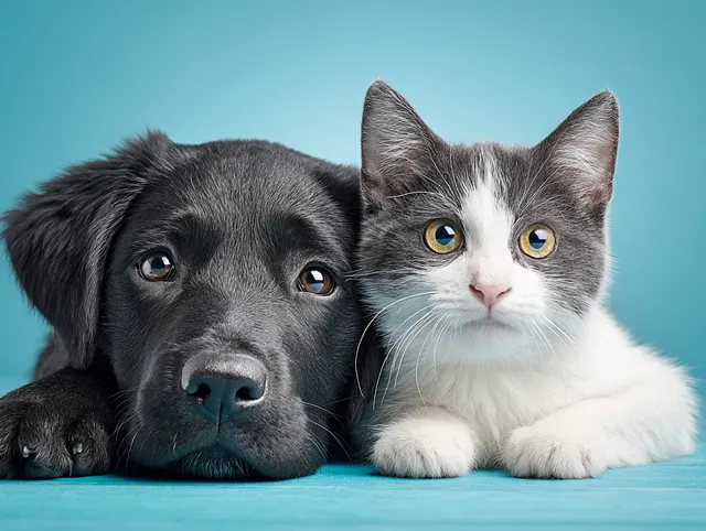 Cute Cat and Dog Portrait in Bright Studio Setting