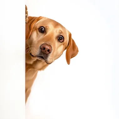 ginger coloured Labrador, peeking around a wall, looking shocked. White background
