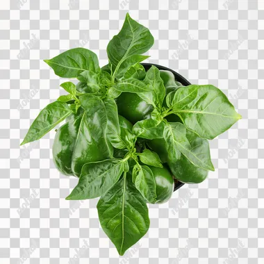 a bell pepper plant in a top view as a simple png in a white background