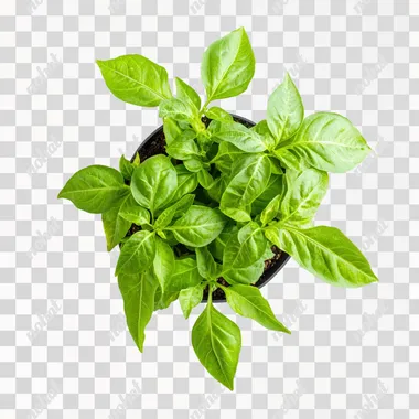 a bell pepper plant in a top view as a simple png in a white background