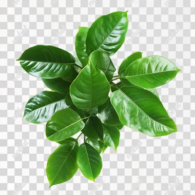 costa rican large leaved rainforest canopy plant isolated on white --s 50