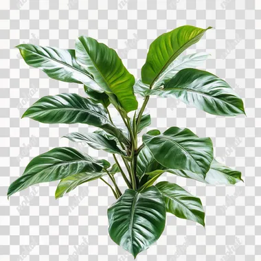 costa rican large leaved rainforest canopy plant isolated on white --s 50