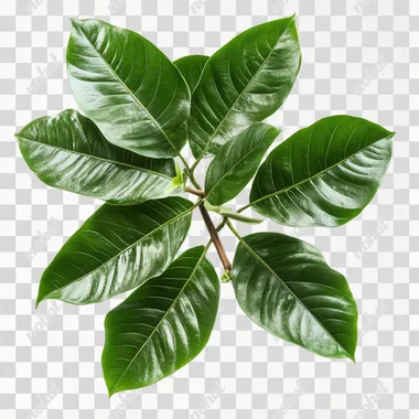costa rican large leaved rainforest canopy plant isolated on white --s 50
