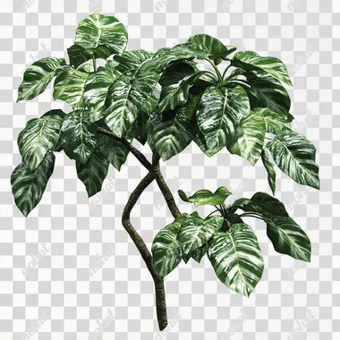 costa rican large leaved rainforest canopy plant isolated on white --s 50