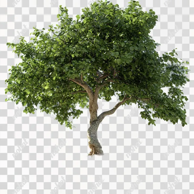 PNG Realistic tree with green leaves in a bright, open living space