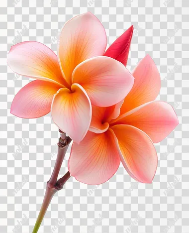 red plumeria flowers, with 5 petals, on white background   rofile fayckkp