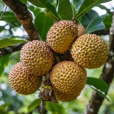 Panasra - Artocarpus seterophylum, native to South and Southeast Asia, notable for being the largest tree-borne fruit in the world and highly valued for its nutritional content. rich in vitamins, minerals, and dietary fiber.