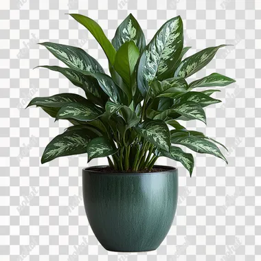 A potted Chinese evergreen plant with dark green leaves and white spots, against a clean white background. The plant is in the center of the frame, with its pot visible at the bottom. It is placed on an isolated surface, giving it space to stand out. --s 750