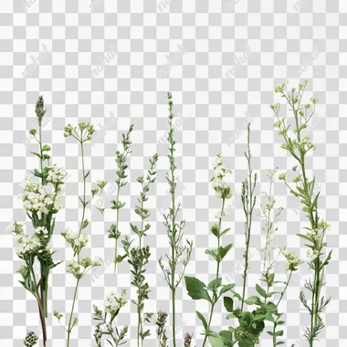 white background with tall full plants and small plants around it