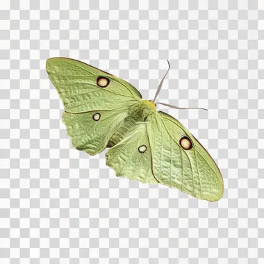 flying GREEN butterfly on white background