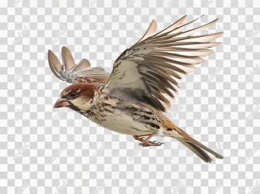 document photo of full body view flying bird on isolated white background, photo taken by Phase One  water drops,fishes,people,black and white