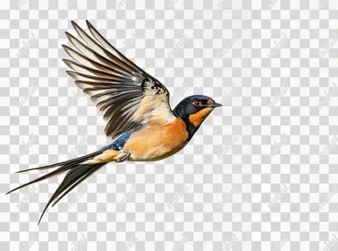 document photo of full body view flying bird on isolated white background, photo taken by Phase One  water drops,fishes,people,black and white