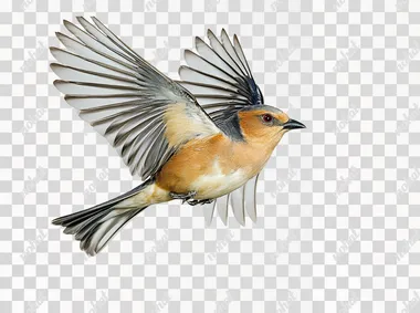 document photo of full body view flying bird on isolated white background, photo taken by Phase One  water drops,fishes,people,black and white
