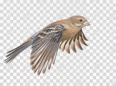 document photo of full body view flying bird on isolated white background, photo taken by Phase One  water drops,fishes,people,black and white