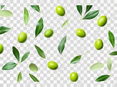 Isolated green olives with leaves on a white background, close-up. Flat lay style. Perfect for product photography.
