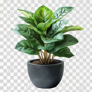 photo of the small house plant in the pot, isolated, white background --s 750