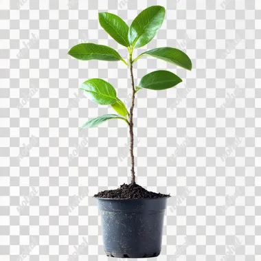 make a plant for planting on a white background, the image must be full hd photo style