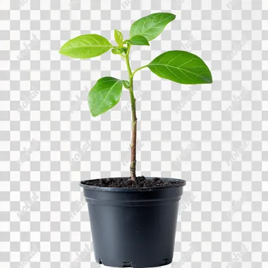 make a plant for planting on a white background, the image must be full hd photo style