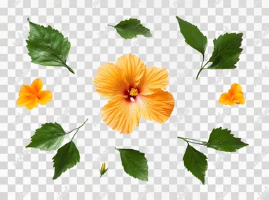 Orange color hibiscus flower with green leaves isolated on white background
