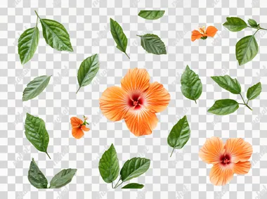 Orange color hibiscus flower with green leaves isolated on white background