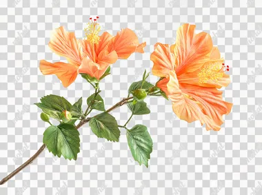 Orange color hibiscus flower with green leaves isolated on white background