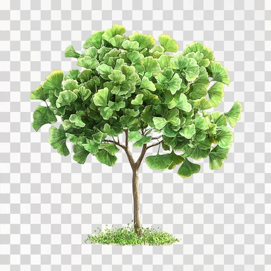 Ginkgo biloba tree isolated with white backgrouned