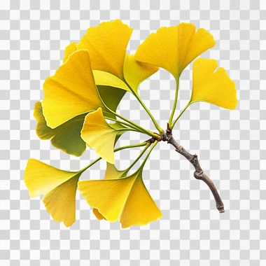 Ginkgo biloba tree isolated with white backgrouned
