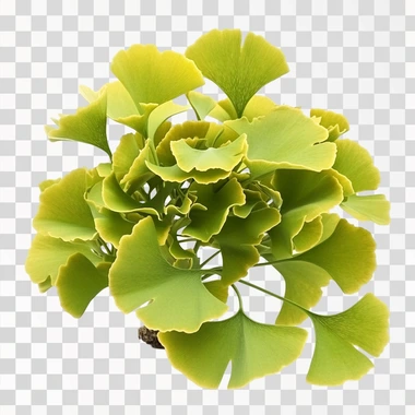 Ginkgo biloba tree isolated with white backgrouned