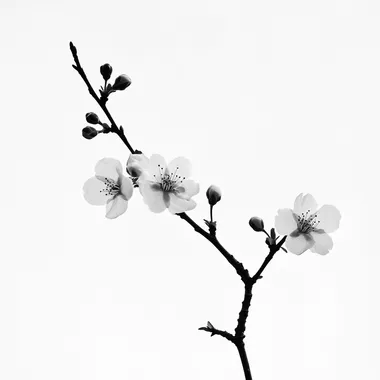 silhouette of cherry blossom flower in black in white on white background
