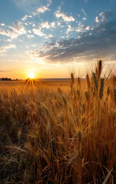 full shot photo of a vibrant wheat field under a colorful sunset sky, golden wheat glowing in the sunlight, cinematic lighting, high detail, ultra-realistic, national geographic   --raw
