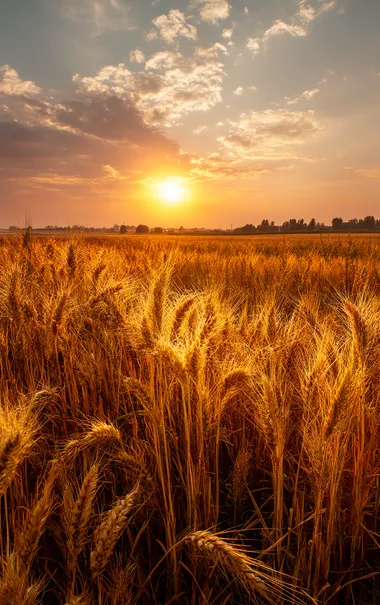 full shot photo of a vibrant wheat field under a colorful sunset sky, golden wheat glowing in the sunlight, cinematic lighting, high detail, ultra-realistic, national geographic   --raw