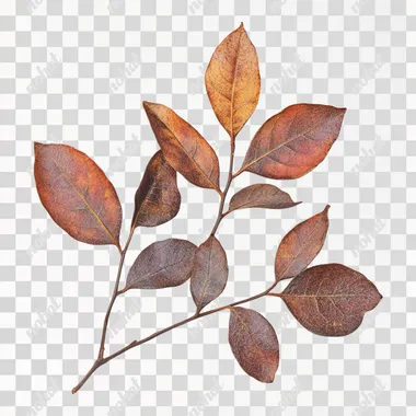 a high resolution stock photograph of soapberry leaves isolated on a bright white background, hard light