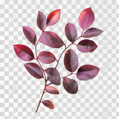 a high resolution stock photograph of soapberry leaves isolated on a bright white background, hard light