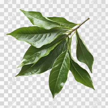 a high resolution stock photograph of soapberry leaves isolated on a bright white background, hard light