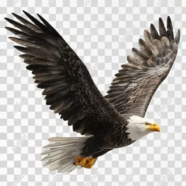 bald eagle flying ,detailed, fully photo realistic