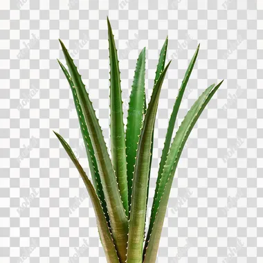 PNG image totally white background of TALL, SLENDER ALOE PLANTS