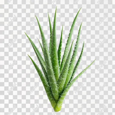 PNG image totally white background of TALL, SLENDER ALOE PLANTS