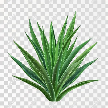 PNG image totally white background of TALL, SLENDER ALOE PLANTS