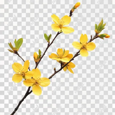 Yellow blossoms, white background