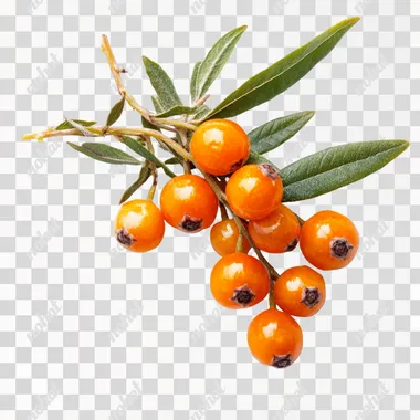 A compact studio photograph of 3 to 4 bright orange sea buckthorn berries tightly grouped with additional smaller berries and green leaves, on a white background, with extreme detail, no shadows, shot with a Canon EOS-1D X Mark III, 50mm f/1.4 lens, rich natural colors
