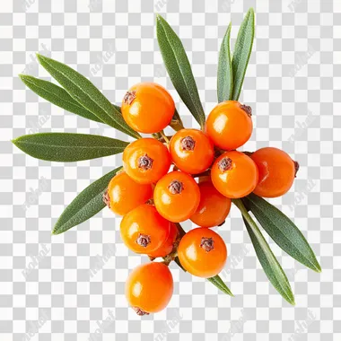 A compact studio photograph of 3 to 4 bright orange sea buckthorn berries tightly grouped with additional smaller berries and green leaves, on a white background, with extreme detail, no shadows, shot with a Canon EOS-1D X Mark III, 50mm f/1.4 lens, rich natural colors