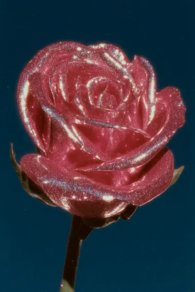 Prettiest rose, aesthetics , shot on Fujifilm Velvia 50 film  --exp 45  rofile xk5tojq jar3dea 6feih6j