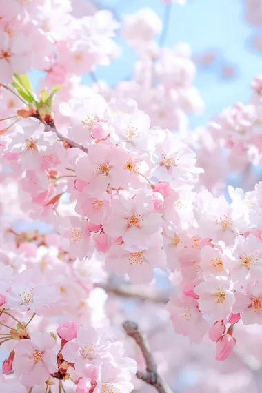 cherry blossom nails,,,blooming sakura park background,photorealistic,light toned   k9rpo1o