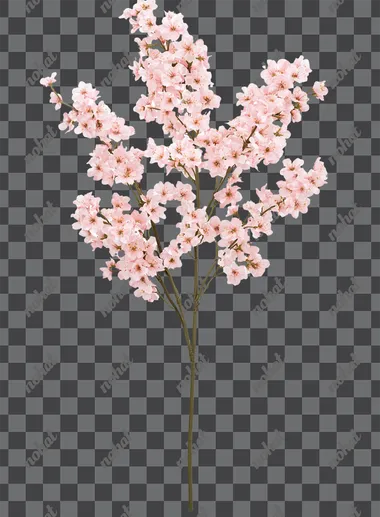 A pink cherry blossom floral spray with long stem and multiple flowers, white background, photorealistic photography, high quality