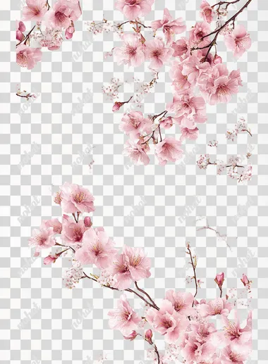 A pink cherry blossom floral spray with long stem and multiple flowers, white background, photorealistic photography, high quality