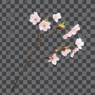 a lying sakura branch on a white background, side photo
