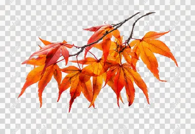 A close-up of a branch of Japanese maple (Acer palmatum) with vibrant orange and red autumn leaves, isolated on a clean white background. The leaves are sharply detailed, showing their delicate, pointed shapes and natural color gradients. The branch is thin and dark, with leaves radiating outward in a natural, organic arrangement. The composition is bright and crisp, with no other objects or distractions, perfectly centered and isolated for a botanical or nature study look.   --raw