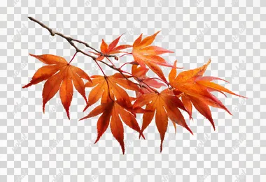 A close-up of a branch of Japanese maple (Acer palmatum) with vibrant orange and red autumn leaves, isolated on a clean white background. The leaves are sharply detailed, showing their delicate, pointed shapes and natural color gradients. The branch is thin and dark, with leaves radiating outward in a natural, organic arrangement. The composition is bright and crisp, with no other objects or distractions, perfectly centered and isolated for a botanical or nature study look.   --raw