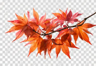 A close-up of a branch of Japanese maple (Acer palmatum) with vibrant orange and red autumn leaves, isolated on a clean white background. The leaves are sharply detailed, showing their delicate, pointed shapes and natural color gradients. The branch is thin and dark, with leaves radiating outward in a natural, organic arrangement. The composition is bright and crisp, with no other objects or distractions, perfectly centered and isolated for a botanical or nature study look.   --raw